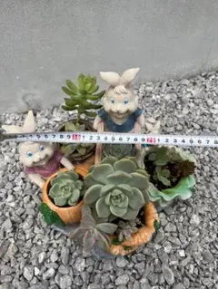 塊根植物 IATSUシリーズ 13体セット - メルカリ
