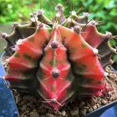 【激安】緋牡丹錦　大株　極上品　赤〜オレンジ斑　蕾多数　高級　ギムノカリキウムのサムネイル