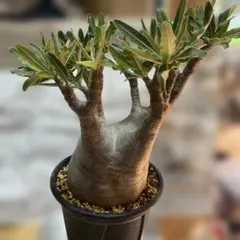 2025年最新】パキポディウムグラキリス 現地球の人気アイテム - メルカリ