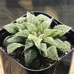 と*ね様 多肉植物 ハオルチア 氷星球オブツーサ錦 初出品 変異系 超美