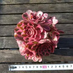 やなぎさわ様 リクエスト 2点 まとめ商品