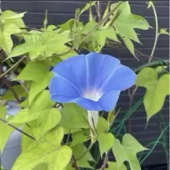 原坊の朝顔の種　20粒 青色のサムネイル