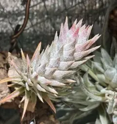 Tsht様同梱専用T. ionantha var. vanhyningii Mi - メルカリ