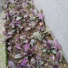 ゆれママ♪様 リクエスト 2点 まとめ商品