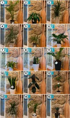 BLUE DOOR PLANTS 選べる観葉植物 ALL ¥3,000（送料別）のサムネイル