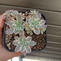 2025年最新】子持ち蓮華錦 鏡花の人気アイテム - メルカリ