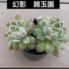 2025年最新】多肉 錦玉園の人気アイテム - メルカリ