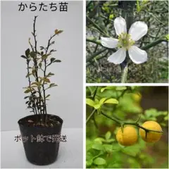 2025年最新】カラタチ 苗の人気アイテム - メルカリ