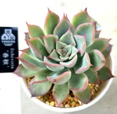 多肉植物　エケベリア　優木園　春秋　抜き苗