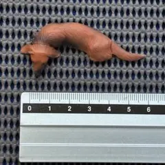 チョコエッグ　ペット動物１　フィギュア　■026.ダックスフンド（茶）　／海洋堂