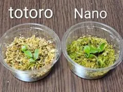 2026年最新】totoro ビカクシダの人気アイテム - メルカリ