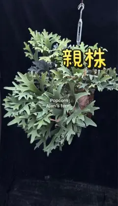 2026年最新】Popcorn ビカクシダの人気アイテム - メルカリ