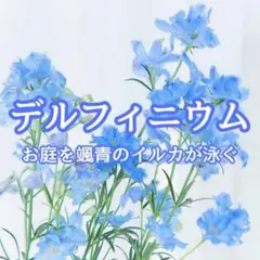 【お花の種】デルフィニウム☆ベラドンナ 種子 約20粒！切花 ドライフラワー