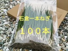 玉ねぎの苗 北もみじ2000 - メルカリ