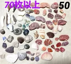 天然シェル キレイな貝殻かけら70枚以上