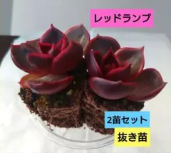 あさちゃん様 リクエスト 2点 まとめ商品