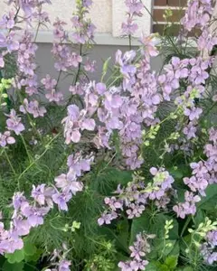 宿根リナリア 紫 ピンク 白 黄色 Mix 苗 宿根草 多年草 姫金魚草 抜き