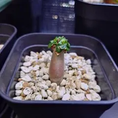 k*5様 Adenium アデニウム 獅子葉のサムネイル