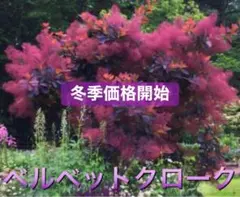 tikomaruuu様 リクエスト 2点 まとめ商品