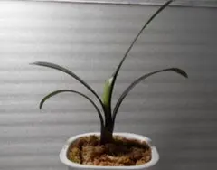 2026年最新】クンシランの人気アイテム - メルカリ