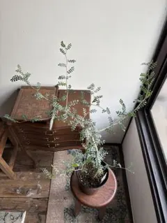 2026年最新】オペルクリカリア デカリーの人気アイテム - メルカリ