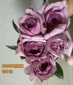 バラ苗 入手困難 超希少 切り花 レアバラ - メルカリ