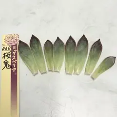 ①多肉植物　桜鬼　葉挿し　おらいさん苗　ミックスベリア