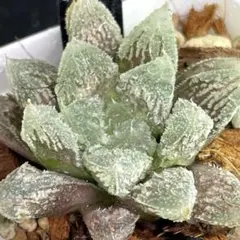 85 ハオルチア 白帝城 多肉植物 総窓のサムネイル