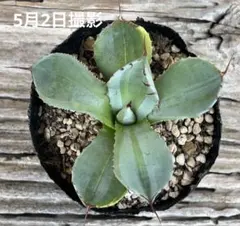 TARAKO様 リクエスト 2点 まとめ商品