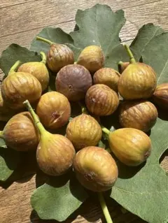 2025年最新】イチジク 苗 シャーアンバーの人気アイテム - メルカリ