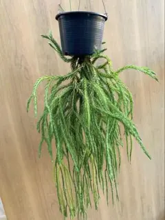 ❤️メルカリ便配送❤️フペルジアsp フレグマリウルス レアシダ