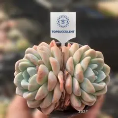 Top【選抜株】多肉植物 361445ベビーフィンガー 40個 鉢無し/脱土