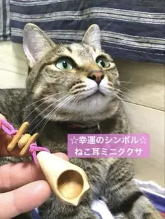 ★幸運のシンボル★ ねこ耳ミニククサ