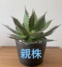 2026年最新】アガベ ホリダの人気アイテム - メルカリ