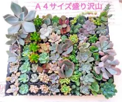 多肉植物⑭　多肉セット　カット苗　詰め合わせ　寄せ植え　　多肉弁当　A４特盛り