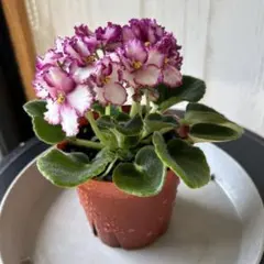 セントポーリア① 花後で蕾つけてますのサムネイル