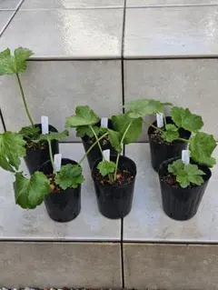 2025年最新】ラナンキュラスラックス イーシスの人気アイテム - メルカリ