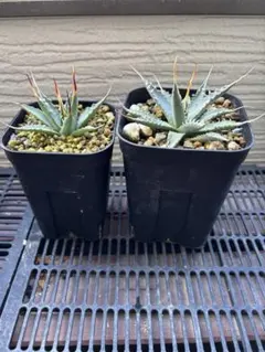 2025年最新】アガベ エボリスピナ 陽炎の人気アイテム - メルカリ