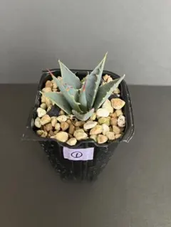 2026年最新】エボリスピナ の人気アイテム - メルカリ