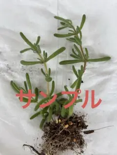 りくそらまま様 リクエスト 2点 まとめ商品