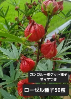 ハイビスカスローゼル種子★50粒+オマケ
