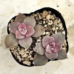 シェリオン様 リクエスト 3点 まとめ商品