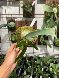 2025年最新】ビカクシダの人気アイテム - メルカリ