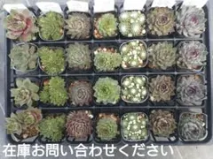 1ポット410円ー センペルビウム26年4月 その6 - メルカリ