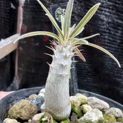 種子 100粒 象牙宮 パキポディウム グラキリス 塊根植物 - メルカリ