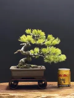 2026年最新】真柏の人気アイテム - メルカリ