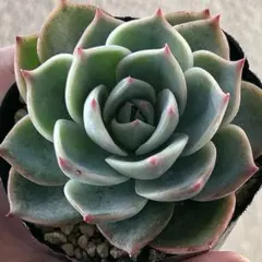 2026年最新】チワワエンシスの人気アイテム - メルカリ