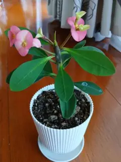 2026年最新】華hanaの人気アイテム - メルカリ