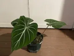 nonnbiri様 リクエスト 2点 まとめ商品