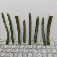 Yasushi Nakada様 リクエスト 2点 まとめ商品